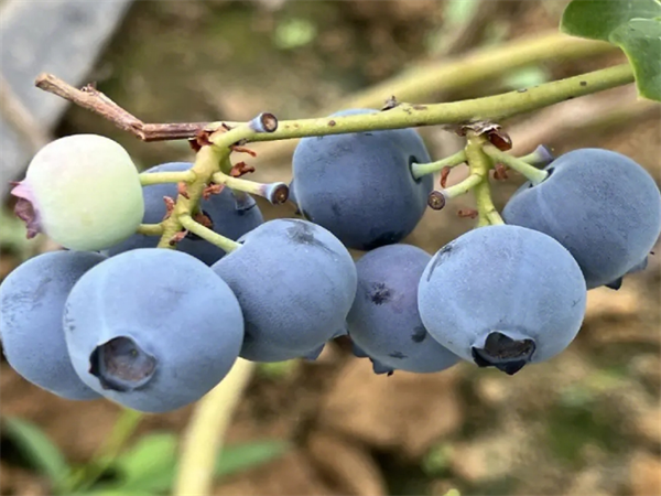 薄霧藍莓7